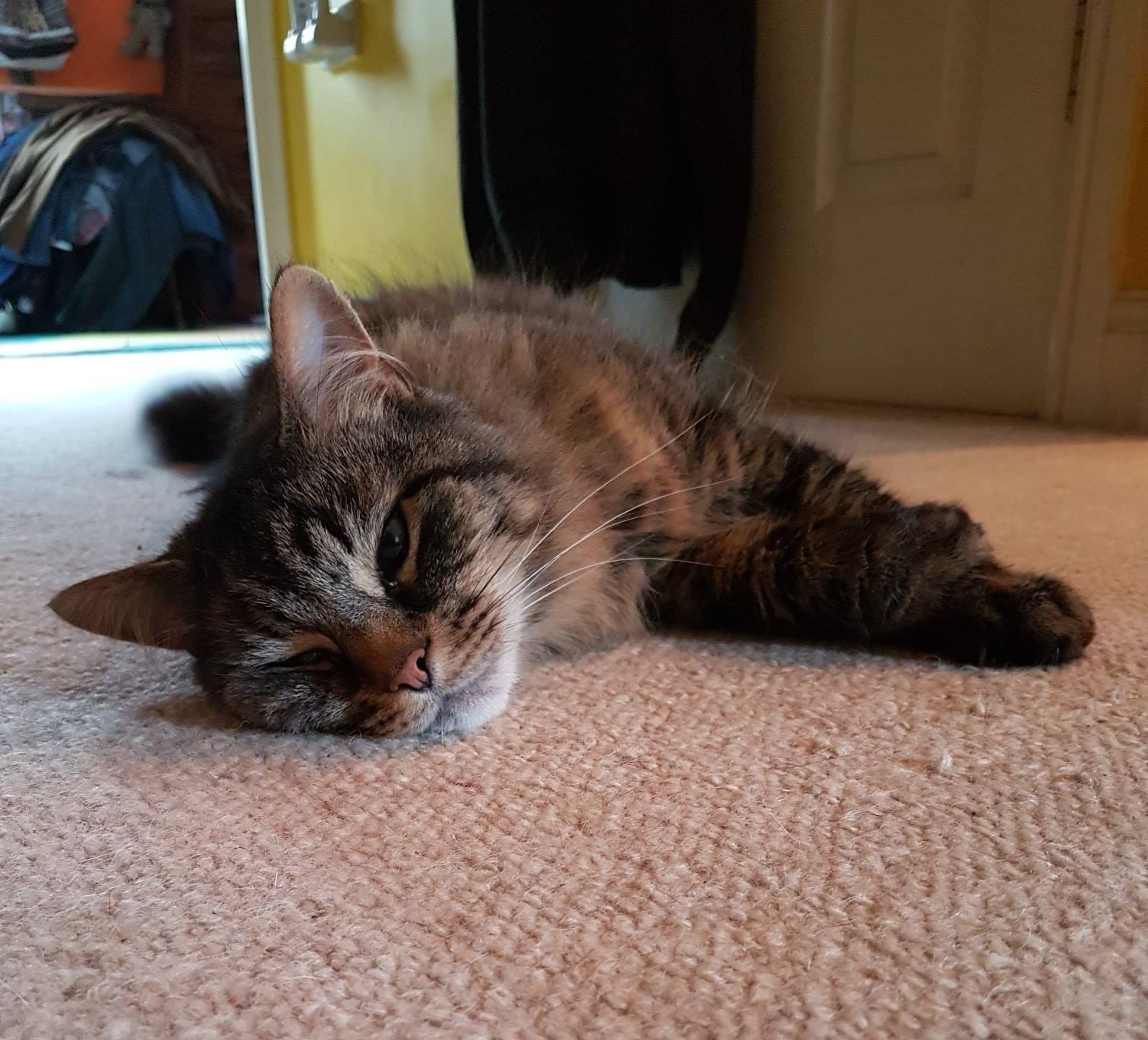 Pop-In Visits Service